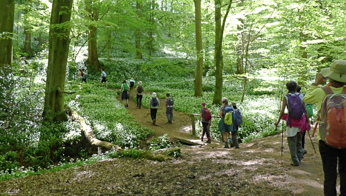 Group walking in garlic flowered woodland