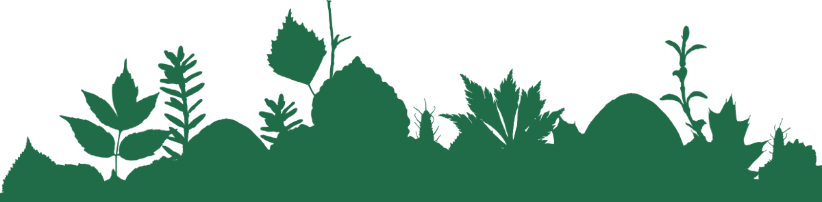 Undergrowth 0555